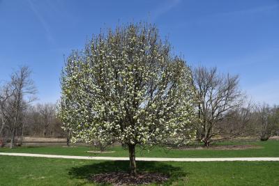 Pyrus ussuriensis 'MorDak' (PRAIRIE GEM) (PRAIRIE GEM® Ussurian Pear), habit, spring