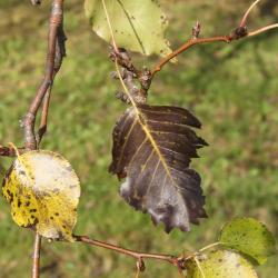 Pyrus ussuriensis (Ussurian Pear), leaf, fall