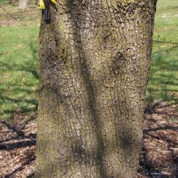 Pyrus pyraster (Wild Pear) bark, trunk