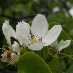 Pyrus ussuriensis 'Bailfrost' (MOUNTAIN FROST) (MOUNTAIN FROST® Ussurian Pear), flower, side