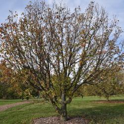 Pyrus ussuriensis (Ussurian Pear), habit, fall