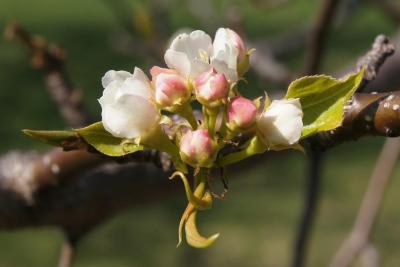 Pyrus ussuriensis (Ussurian Pear), bud, flower