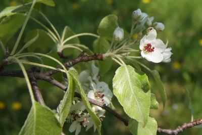 Pyrus (Pear), leaf, spring