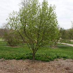 Pyrus ussuriensis 'Bailfrost' (MOUNTAIN FROST) (MOUNTAIN FROST® Ussurian Pear), habit, spring