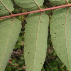 Ailanthus altissima (Tree Of Heaven), leaf, lower surface