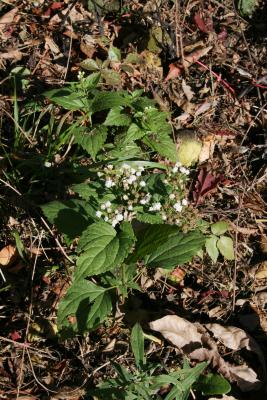 Ageratina altissima var. altissima (White Snakeroot), habit, fall
