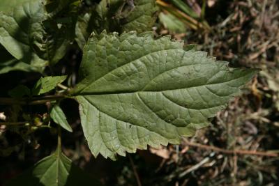 Ageratina altissima var. altissima (White Snakeroot), leaf, upper surface