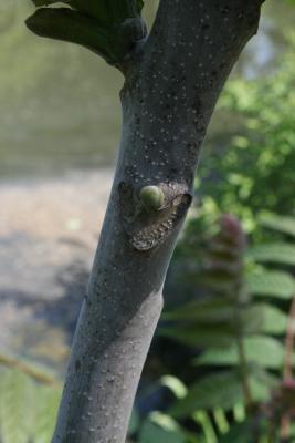 Ailanthus altissima (Tree Of Heaven), bud, lateral