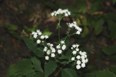 Ageratina altissima var. altissima (White Snakeroot), inflorescence