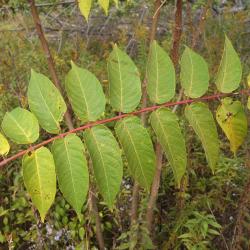 Ailanthus altissima (Tree Of Heaven), leaf, upper surface