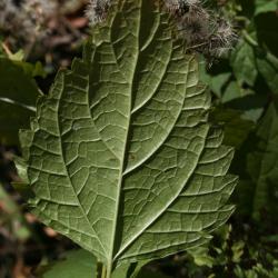 Ageratina altissima var. altissima (White Snakeroot), leaf, lower surface
