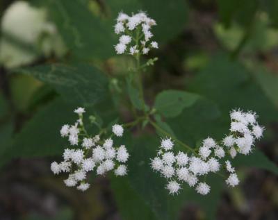Ageratina altissima var. altissima (White Snakeroot), inflorescence