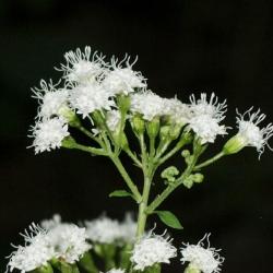 Ageratina altissima var. altissima (White Snakeroot), flower, side