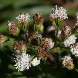 Ageratina altissima var. altissima (White Snakeroot), flower, full