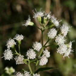 Ageratina altissima var. altissima (White Snakeroot), flower, full