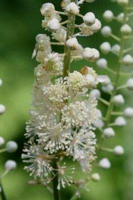 Actaea racemosa (Black Snakeroot), flower, full
