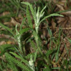 Achillea millefolium (Yarrow), habit, spring