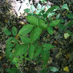 Actaea pachypoda (White Baneberry), habit, fall
