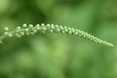Actaea racemosa (Black Snakeroot), bud, flower