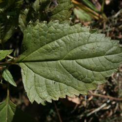 Ageratina altissima var. altissima (White Snakeroot), leaf, upper surface