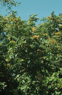 Ailanthus altissima (Tree Of Heaven), habit, summer