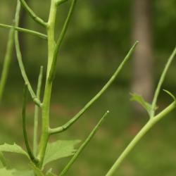 Alliaria petiolata (Garlic-mustard), fruit, mature
