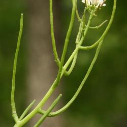 Alliaria petiolata (Garlic-mustard), infructescence