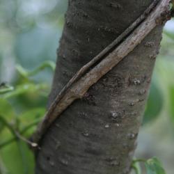 Akebia quinata (Five-leaved Akebia), bark, mature