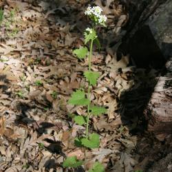 Alliaria petiolata (Garlic-mustard), habit, spring