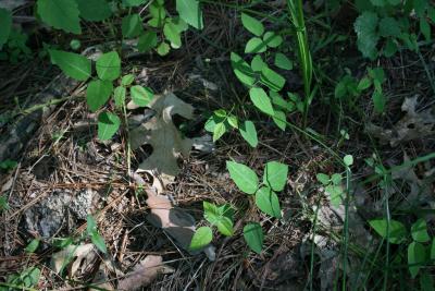 Amphicarpaea bracteata (Hog-peanut), habitat