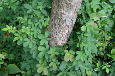 Akebia quinata (Five-leaved Akebia), habit, summer