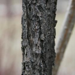 Ampelopsis cordata (Raccoon-grape), bark, mature