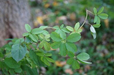 Akebia quinata (Five-leaved Akebia), leaf, fall