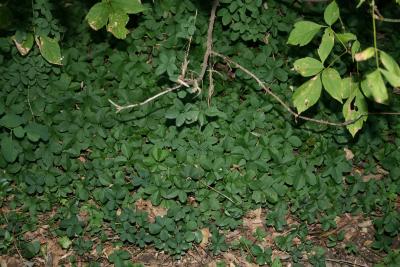 Akebia quinata (Five-leaved Akebia), habit, fall
