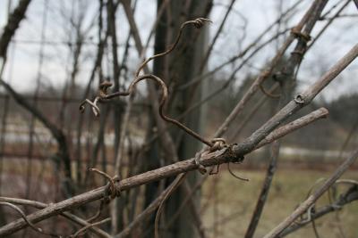 Ampelopsis cordata (Raccoon-grape), tendril, bark, twig