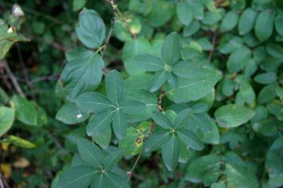 Akebia quinata (Five-leaved Akebia), leaf, upper surface