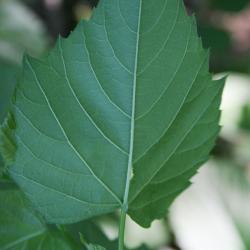 Ampelopsis cordata (Raccoon-grape), leaf, lower surface