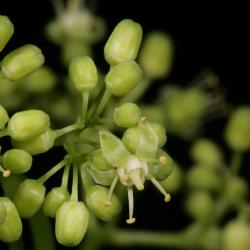 Ampelopsis cordata (Raccoon-grape), flower, full, bud, flower