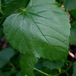 Ampelopsis cordata (Raccoon-grape), leaf, summer