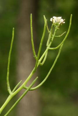 Alliaria petiolata (Garlic-mustard), infructescence