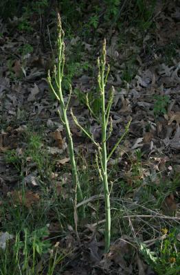 Asparagus officinalis (Asparagus), habit, spring