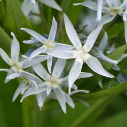 Amsonia illustris (Ozark Blue Star), flower, throat