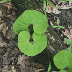 Asarum canadense (Wild-ginger), leaf, mature