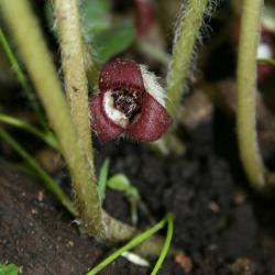 Asarum canadense (Wild-ginger), flower, throat