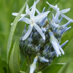 Amsonia tabernaemontana (Eastern Blue Star), flower, full, bud, flower