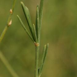 Asparagus officinalis (Asparagus), leaf, summer