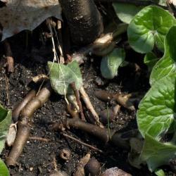 Asarum canadense (Wild-ginger), bark, stem, leaf, spring