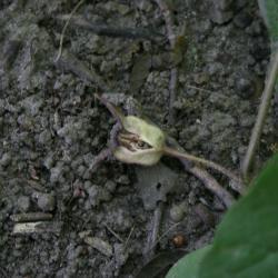 Asarum canadense (Wild-ginger), seed, fruit, mature