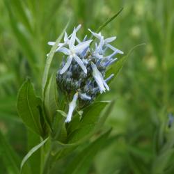 Amsonia tabernaemontana (Eastern Blue Star), inflorescence