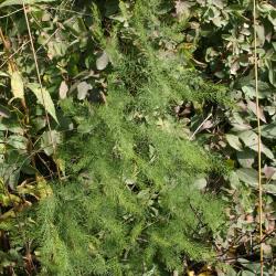 Asparagus officinalis (Asparagus), habit, fall, leaf, summer